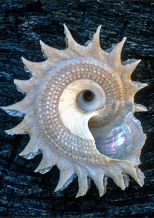 seashells-02