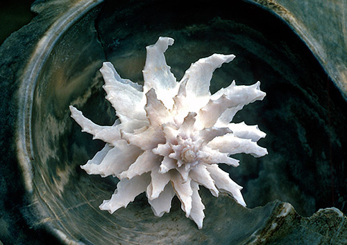 seashells-16
