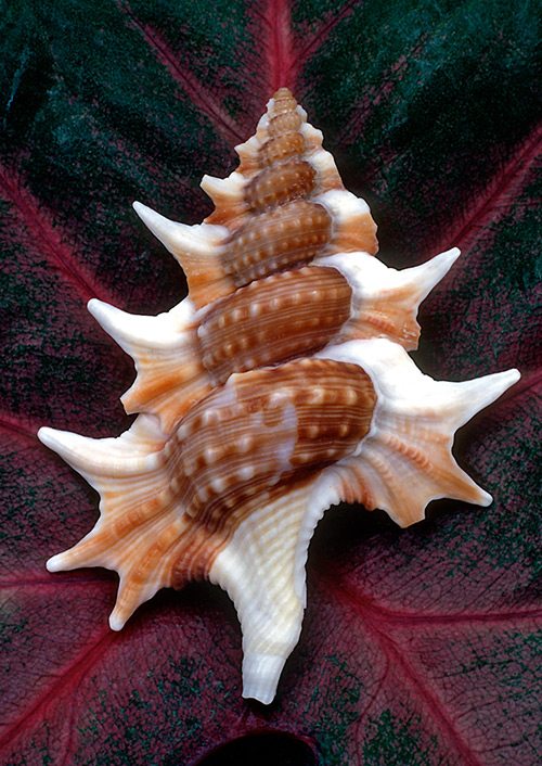 seashells-26