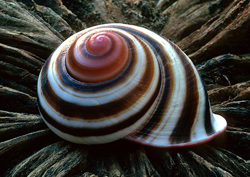 seashells-28