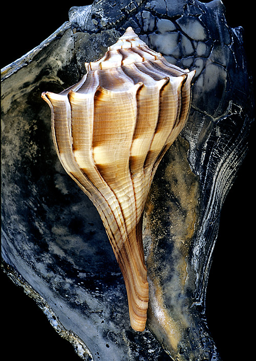 seashells-34